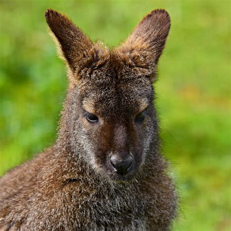 wallaby animal marsupial  photo  pixabay pixabay