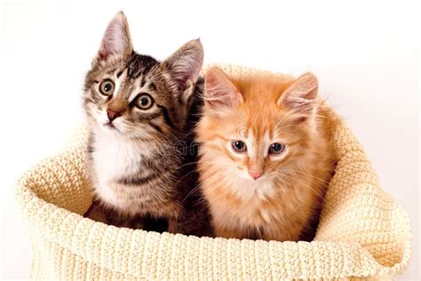 Two Cute Cats Cuddling Stock Image Image Of Cuddling 73091181