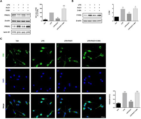 Rvd1 Inhibits Lps Induced Nf κb P65 Nuclear Translocation Through