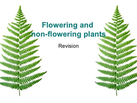 Non Flowering Plants Revision