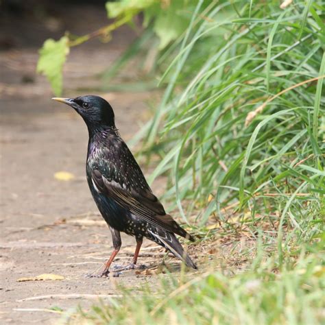 Backyard Birds Of Kansas Bird Watching Academy