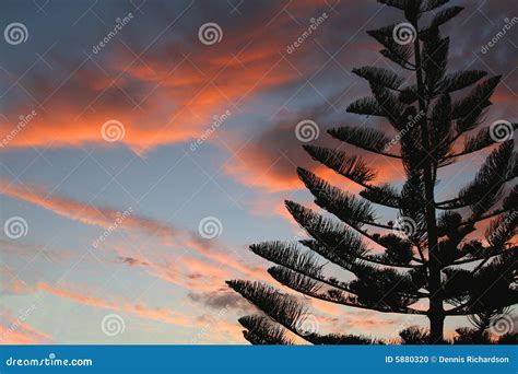 Pine tree at sunset stock photo. Image of peaceful, silhouette - 5880320