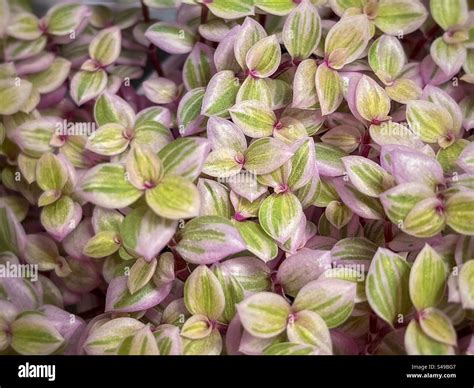 Full Frame Close Up Of Callisia Repens Pink Lady Turtle Vine Succulent Plant Backgrounds