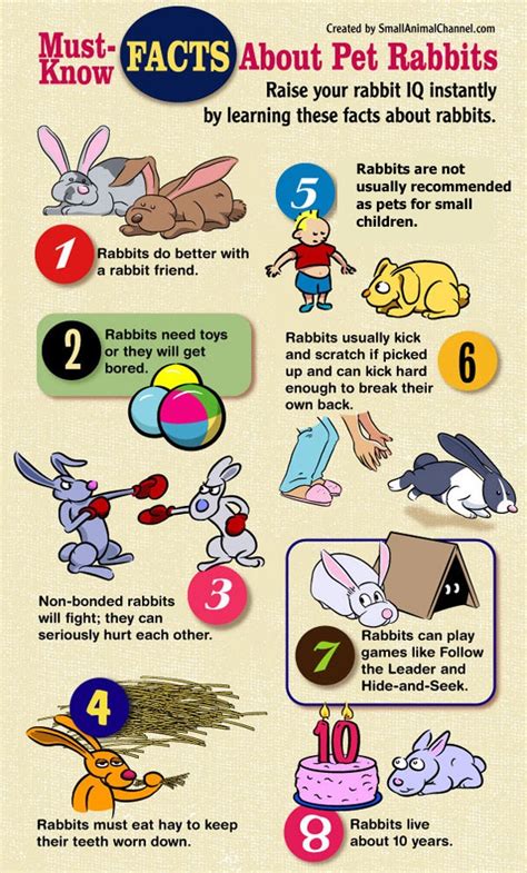 facts info images  pinterest bunnies pet rabbit  rabbits