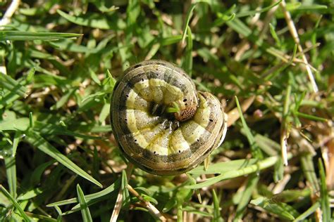 A Guide To The Most Common Lawn Pests Myhometurf