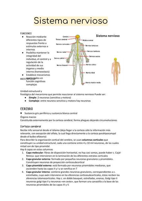 Resúmenes de Sistema nervioso somático Descarga apuntes de Sistema