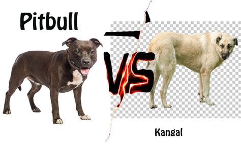 Kangal Vs Pitbull Fight