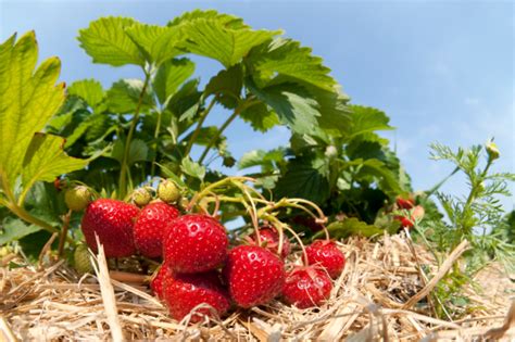 Erdbeeren schützen Tipps gegen Vögel Schädlinge