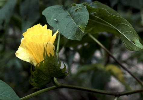 Gossypium Barbadense L Colombian Plants Made Accessible