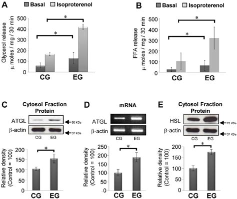 Effect Of Habitual Exercise On Lipolysis And Levels Of ATGL Protein