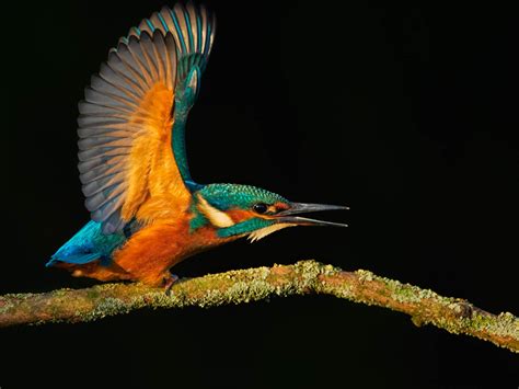 Wildlife Photography Course — The School of Photography - Courses