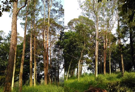 keberadaan pohon eucalyptus  kampus jatinangor direktorat eksekutif