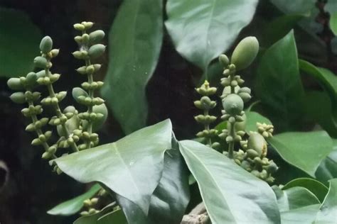 contoh bunga sempurna  tidak sempurna beserta gambarnya lengkap