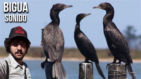 Bigu Sonido K Phalacrocorax Brasilianus Yeco Cormor N Neotropical