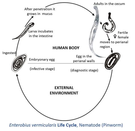 What Is The Difference Between Pinworms And Threadworms Pediaacom