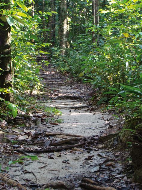 Sentier La Montagne Des Singes Boukan