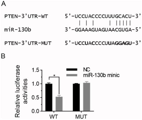 Pten Is A Direct Target Gene For Mir B A Pten Utr Contains The