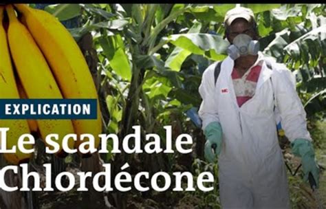 Chlordécone le scandale sanitaire expliqué en six minutes Pearltrees