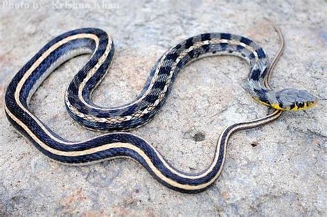 Buff Striped Keelback Snakes Of Peninsular India · Biodiversity4all