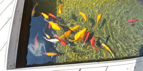 How To Tell If A Goldfish Is Pregnant 6 Signs Hepper