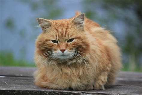 Photo of Cat Climbing on Tree · Free Stock Photo