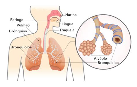 Onde Ocorre A Hematose - Hematose: o que é, onde ocorre, como ocorre - Mundo Educação