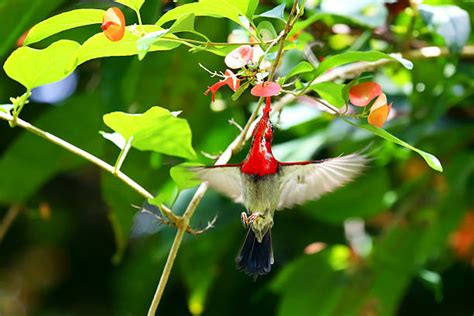 Burung Madu Sepah Raja Foto Stok Potret And Gambar Bebas Royalti Istock