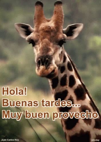 Hola Buenas Tardes GIF - Hola Buenas Tardes Muy Buen Provecho ...