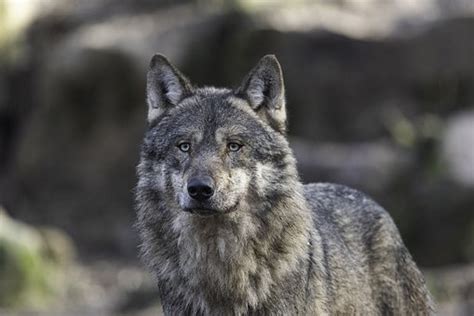 200+ Free Gray Wolf & Wolf Images