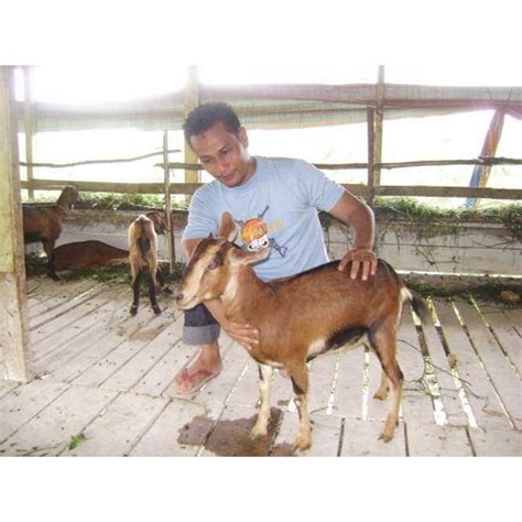 Jual Bibit kambing kacang Bergaransi ! ! oleh CV. BEVAN RIAU