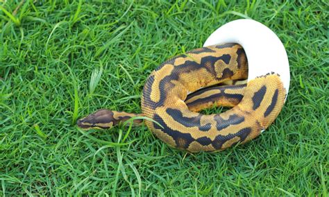 pied ball python   animals
