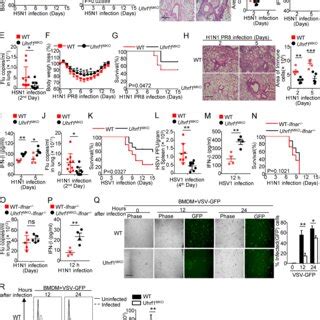 The Transcriptome Caused By Uhrf1 Deficiency Under Nontreated