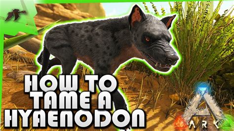 How To Tame A Hyaenodoneasy Ark Survival Evolved Xbox One Kamz25