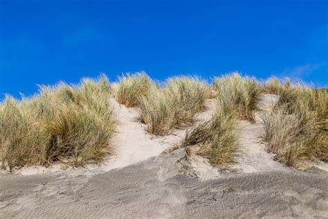 Ocean Beach Sand Dunes stock image. Image of coastal - 135408233