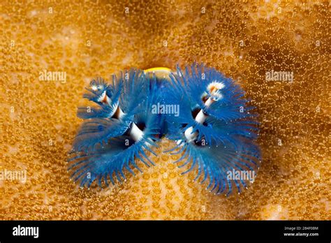 Blue Christmas Tree Worm Spirobranchus Giganteus Tufi Solomon Sea