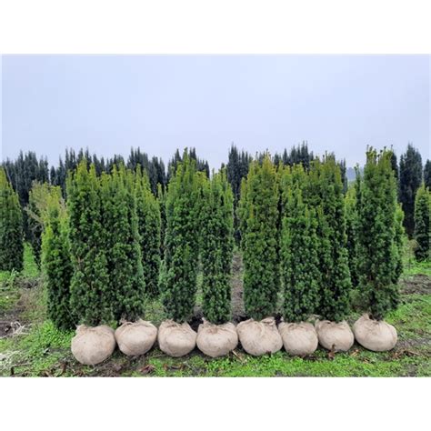 Taxus Baccata Fastigiata Aurea Bu12033 FloraXchange