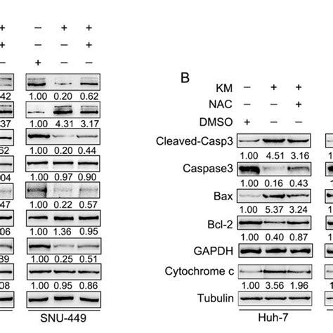 Koumine Inhibits Nf κb And Erk P38 Mapk Signaling Pathways In Hcc Download Scientific Diagram