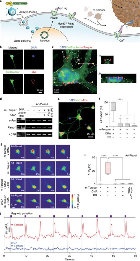 Magnetomechanical Gating Of Piezo Ion Channel In Cultured Neurons With