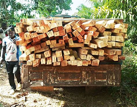 Lutte Contre L Exploitation Illicite De Bois Plus De Planches