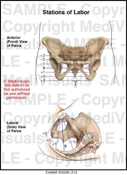 Medivisuals Stations Of Labor Medical Illustration