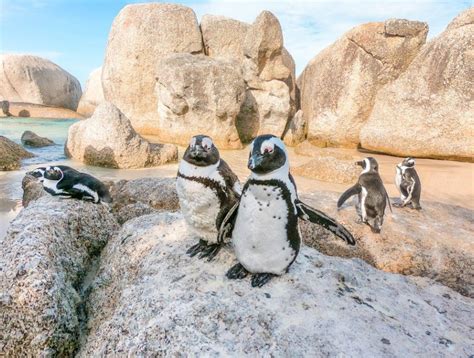 Zwemmen met pinguïns in Zuid Afrika Beste plek foto s tips