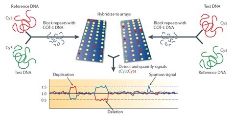 Schematic Picture Of Array Based Comparative Genome Hybridization