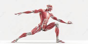 Human Anatomy in Motion, Detailed Muscles on Display. the Science of Body Movement Stock ...