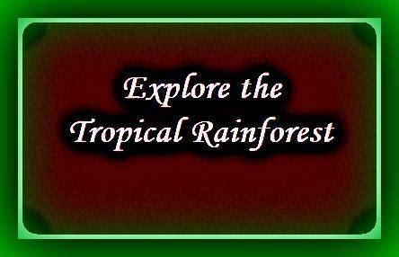 Natural Big View Importance Of Tropical Rainforest