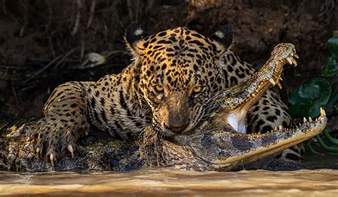 Wildlife Photographer Of The Year 2025 International Competition