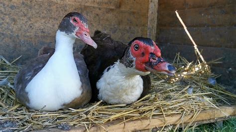 Learn To Tell The Difference Between Adult Muscovy Female And Drake