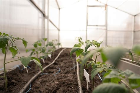 Jovens Mudas De Tomate Solanum Lycopersicum Crescendo Em Um Leito