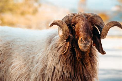 Goat With Spiral Horns Umm Qais Jordan Adam Cohn Flickr