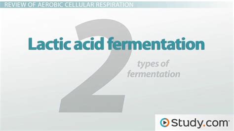 Lactic Acid Vs Alcoholic Fermentation Process And Examples Video And Lesson Transcript