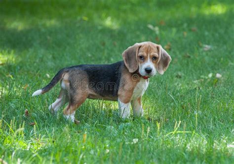 Bigl Dog Stock Photos - Free & Royalty-Free Stock Photos from Dreamstime